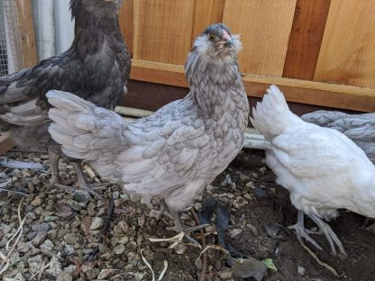 Blue Ameraucana Chicken