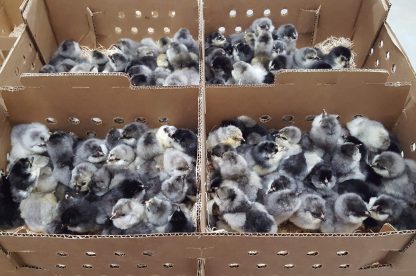 Box of Blue Ameraucana chicsk