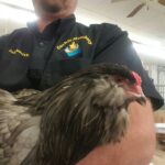 Blue Ameraucana Chicken
