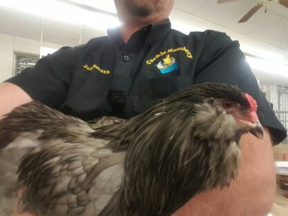 Blue Ameraucana Chicken
