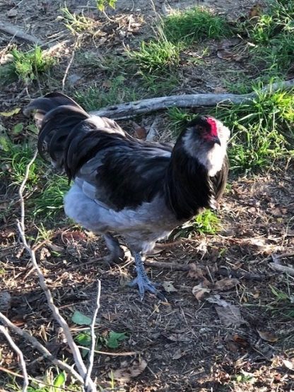 Blue Ameraucana Rooster