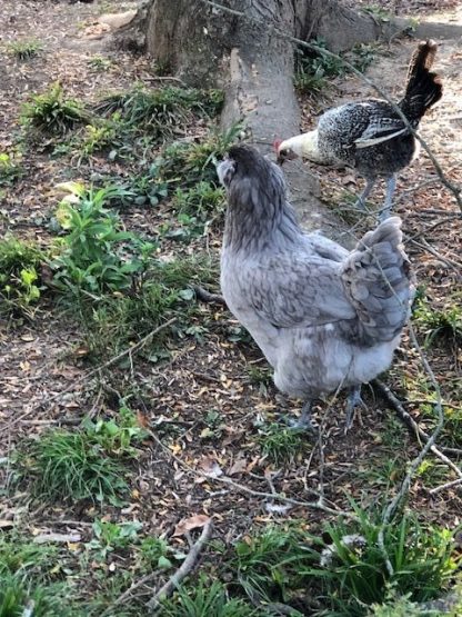 Blue Ameraucana Chicken