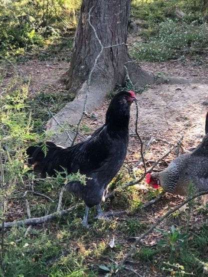 Blue Ameraucana Chicken