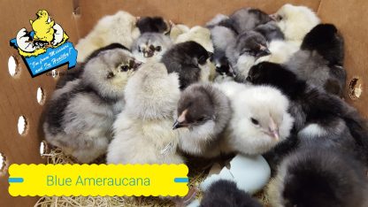 Blue Ameraucana Chicks