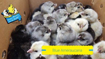 Blue Ameraucana Chicks