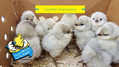 Lavender Ameraucana Chicks