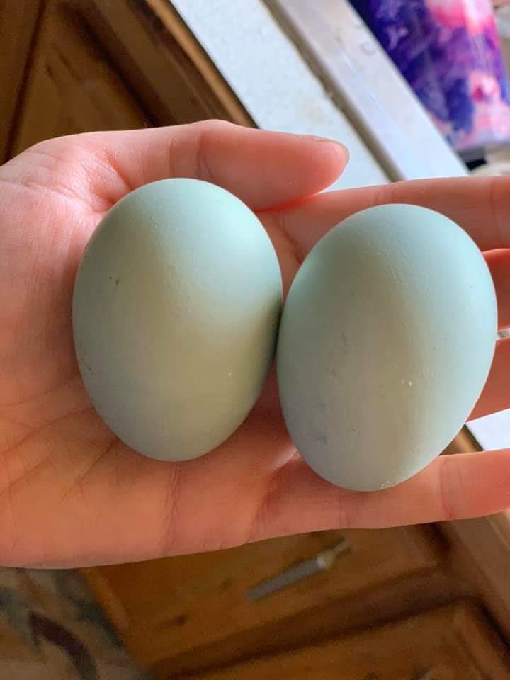 Blue and Splash Ameraucana Hatching Eggs Fertile LF Lavender 8 