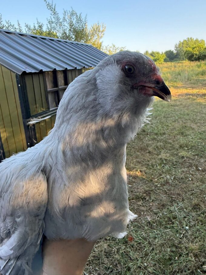 Lavender Ameraucana Chicken - Image 44