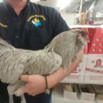 Lavender Ameraucana Chicken