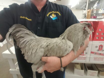 Lavender Ameraucana Chicken