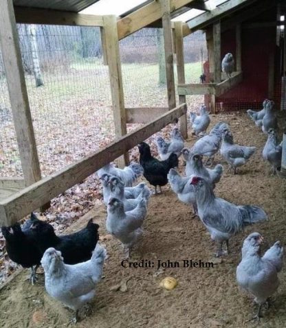 Lavender Ameraucana Chickens