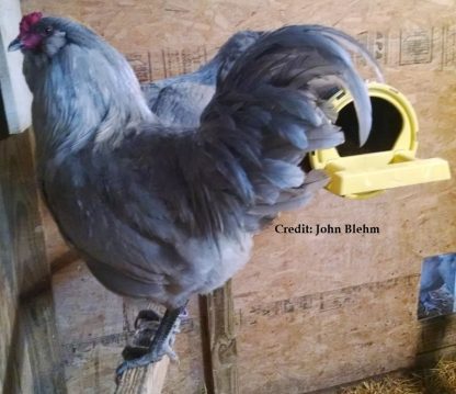 Lavender Ameraucana Chicken