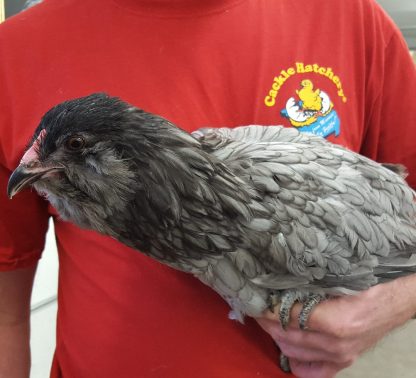 Blue Ameraucana Chicken