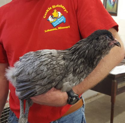 Blue Ameraucana Chicken