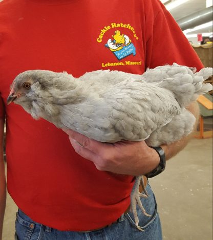 Lavender Ameraucana Chicken