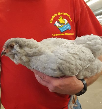 Lavender Ameraucana Chicken