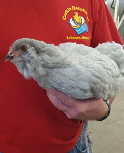 Lavender Ameraucana Chicken