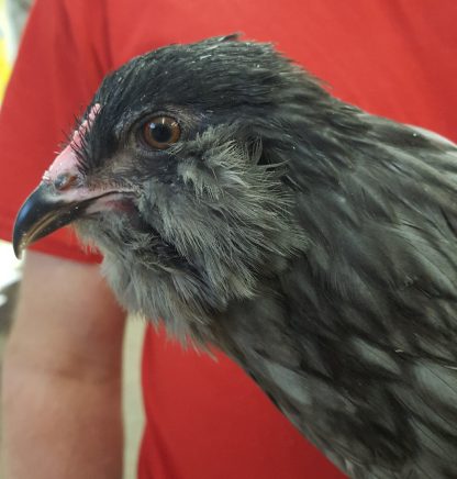 Blue Ameraucana Chicken