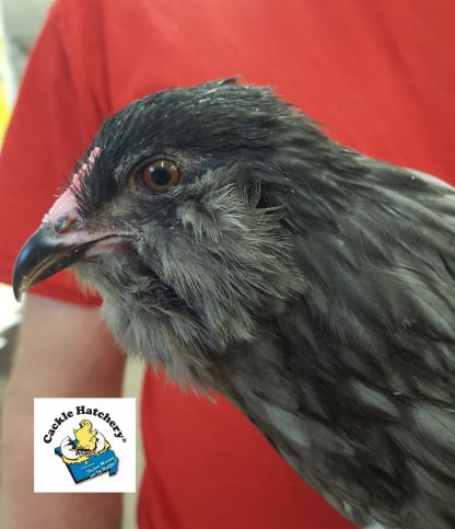 Blue Ameraucana Chicken