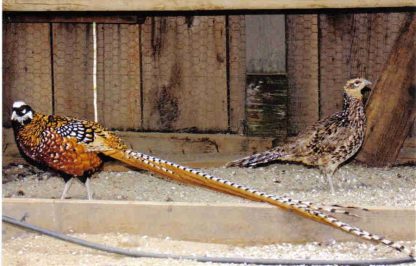 Reeves Pheasants Pair