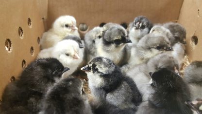 Blue Ameraucana Chicks