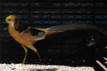 Yellow Golden Pheasants Pair-0
