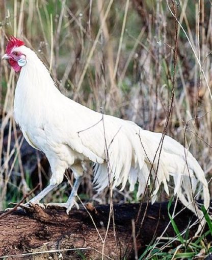 White Phoenix Chicken For Sale