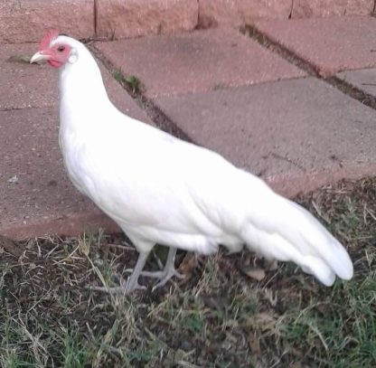 White Phoenix Hen
