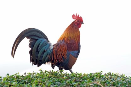 Black Breasted Red Jungle Fowl Standard Old English
