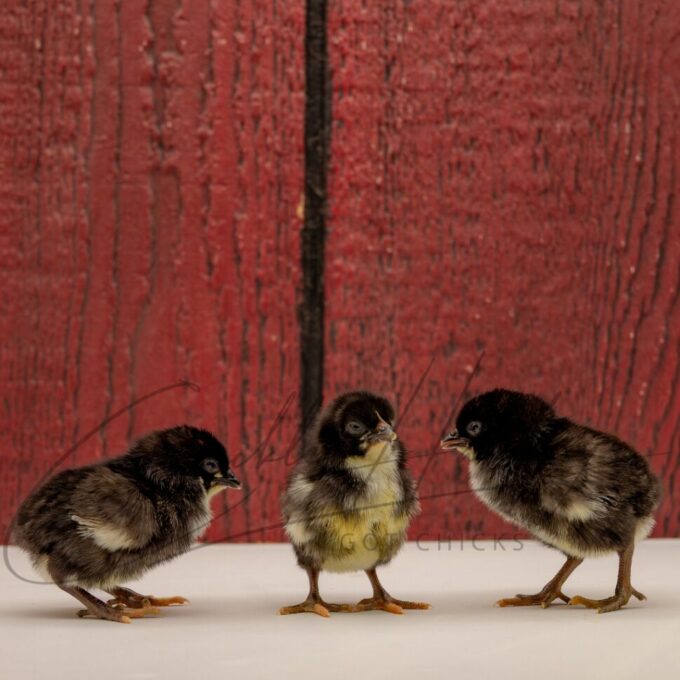 Black Breasted Brown Red Standard Old English - Image 3