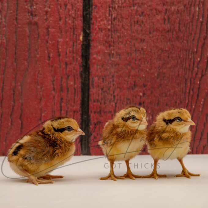 Black Breasted Red Jungle Fowl Standard Old English - Image 3