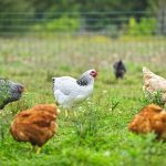 Study Finds Free-Range Eggs Contain More Vitamin D