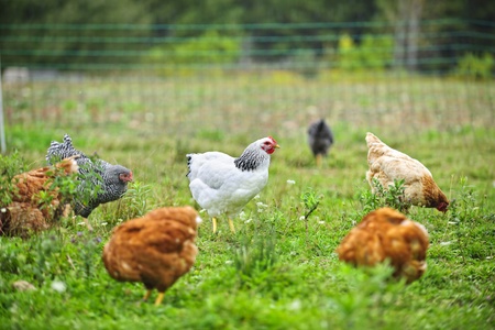 Study Finds Free-Range Eggs Contain More Vitamin D