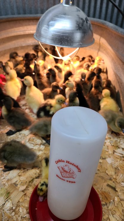 Hatchery choice ducks