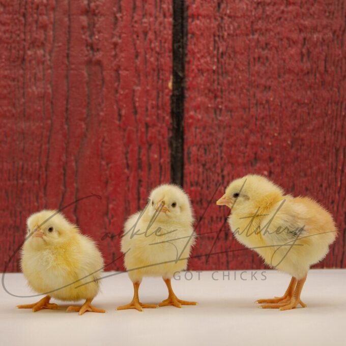 Wheaten Standard Old English - Image 3