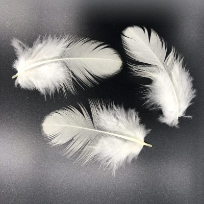 White Old English Standard feathers