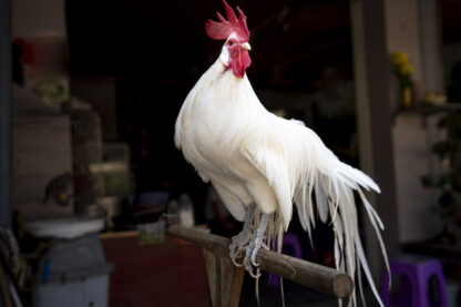 White Phoenix Standard Chicken
