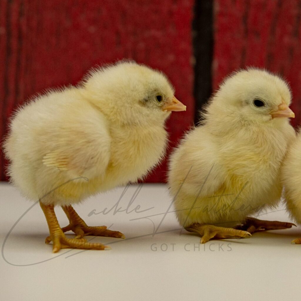 White Standard Phoenix Chicks for Sale Cackle Hatchery®