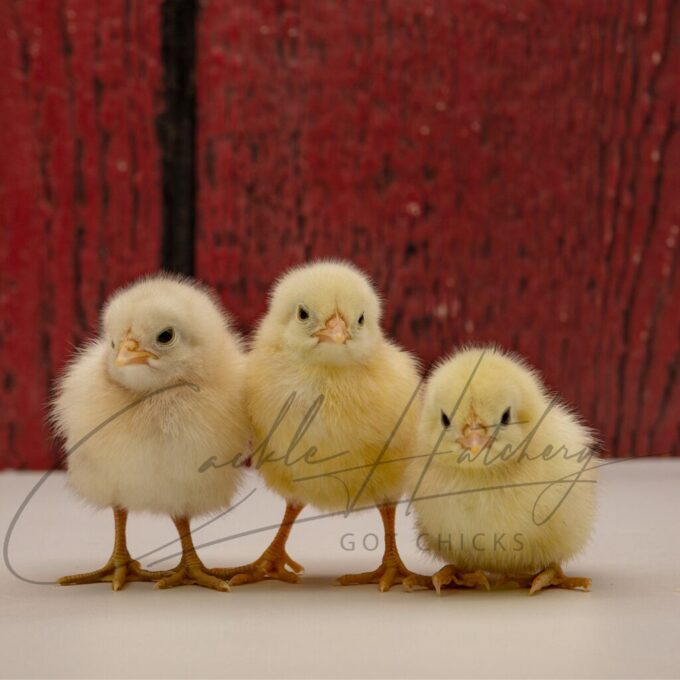 White Phoenix Standard Chicken - Image 3