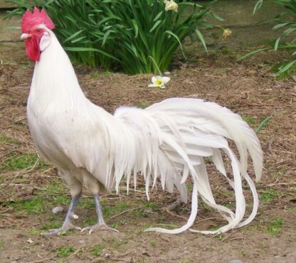 White Phoenix Standard Chicken