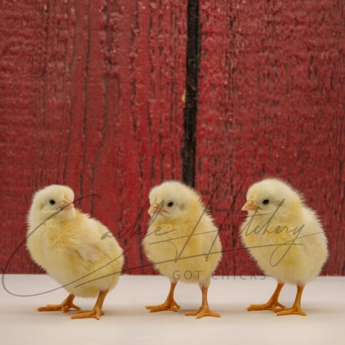 White Standard Old English - Image 3