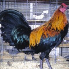 Black Breasted Brown Red Old English Standard Rooster