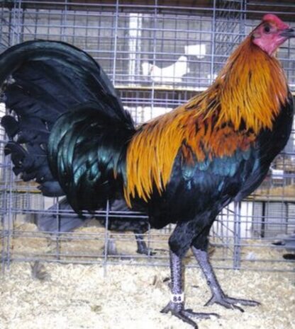 Black Breasted Brown Red Old English Standard Rooster