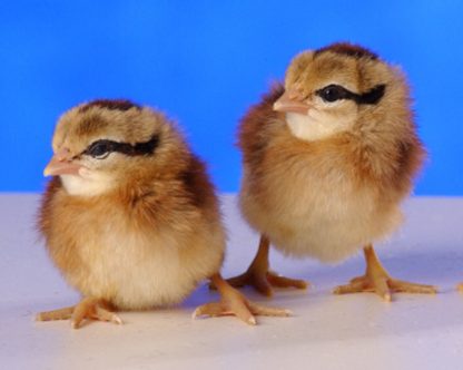 Day Old Black Breasted Red Jungle Fowl Chicks
