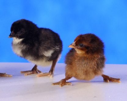 Day Old Black Breasted Brown Red Old English Standard