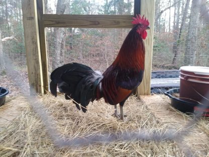 BB Red Jungle Fowl oe standard Credit: Randy Edwards