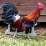 Black Breasted Red Jungle Fowl Rooster