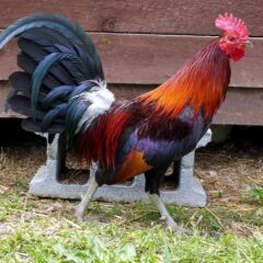 Black Breasted Red Jungle Fowl Rooster