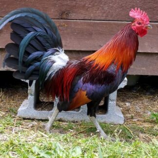 Black Breasted Red Jungle Fowl Rooster