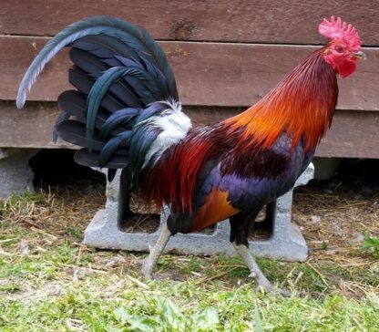 Black Breasted Red Jungle Fowl Rooster
